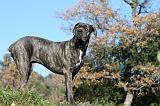 CANE CORSO 972